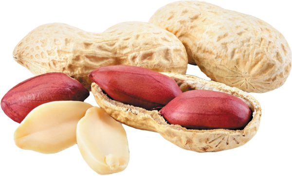 Peanut (Legume)